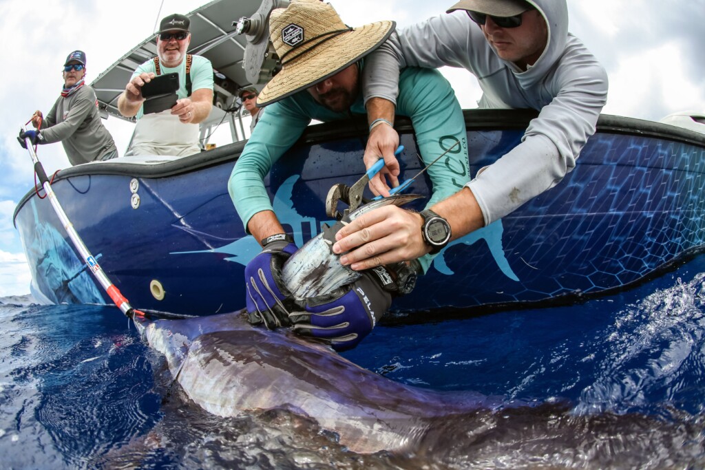Affixing a satellite tracking tag to the dorsal fin of a swordfish in the gulf stream.
